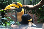 s7295_Errel2000_Neushoornvogel.jpg
