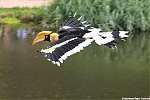 s7318_Errel2000_Neushoornvogel.jpg