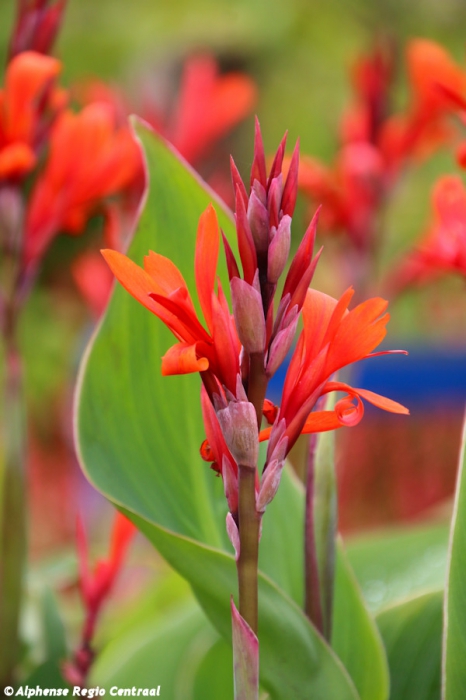 Klik op de foto om originele grootte te bekijken