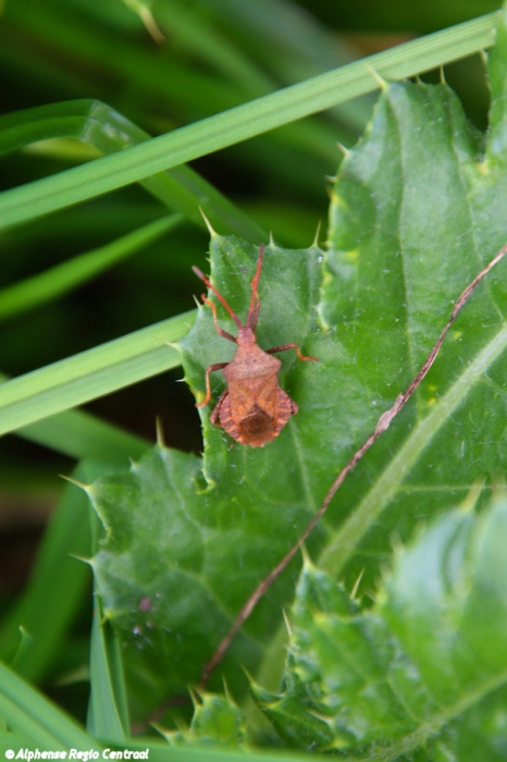 Klik op de foto om originele grootte te bekijken