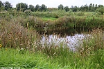 s8755_ARC-Foto_Natuurgebied_IJsvogel_Ravelijnpad.jpg