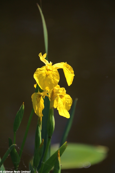 Klik op de foto om originele grootte te bekijken