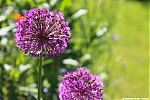 s0934_ARC-Foto_Aarlanderveen_Allium_Purple_Sensation.jpg
