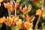 Bestandsnaam=s7608_ARC-Foto_Rhododendron.jpg
Bestandsgrootte=123KiB
Afmetingen = 900x600
Datum toegevoegd = 28 mei 2020 s7608_ARC-Foto_Rhododendron.jpg