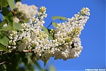 s7613_ARC-Foto_Lilac_Bloesem.jpg