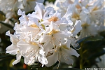 Bestandsnaam=s7640_ARC-Foto_Rhododendrons_Burg_Visserpark.jpg
Bestandsgrootte=125KiB
Afmetingen = 900x600
Datum toegevoegd = 28 mei 2020 s7640_ARC-Foto_Rhododendrons_Burg_Visserpark.jpg