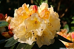 Bestandsnaam=s7642_ARC-Foto_Rhododendrons_Burg_Visserpark.jpg
Bestandsgrootte=121KiB
Afmetingen = 900x600
Datum toegevoegd = 28 mei 2020 s7642_ARC-Foto_Rhododendrons_Burg_Visserpark.jpg
