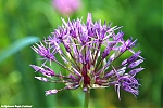 Bestandsnaam=s7731_ARC-Foto_Purperen_allium.jpg
Bestandsgrootte=124KiB
Afmetingen = 900x600
Datum toegevoegd = 16 jun 2020 s7731_ARC-Foto_Purperen_allium.jpg